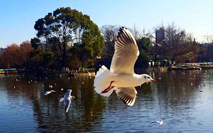 冬天去昆明哪里看海鷗？自從海鷗搬家來到昆明.jpg